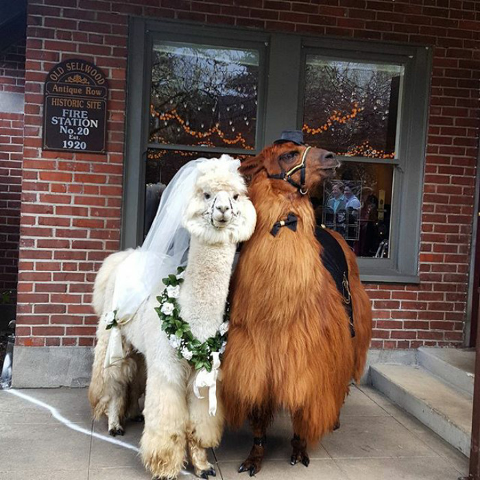 llamas, weddings, invite